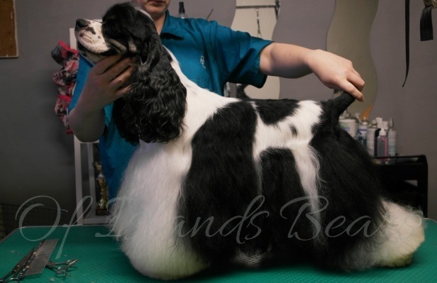 Royalty INC Exlusive Edition (Ténoch) Cocker américain Tricolor à l'élevage Of Islands Bears