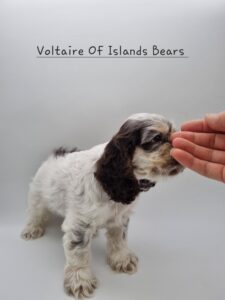 Chiots cocker américain chocolat et rouan