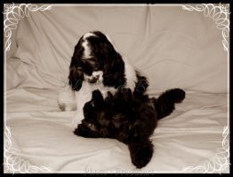 Royalty INC Exclusive Edition